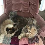 Angel is registered to the contest to win money with this photo: carnivoran, cat, cat_like_mammal, fur, kitten, maine_coon, norwegian_forest_cat, persian, small_to_medium_sized_cats, whiskers