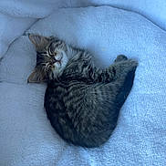 Vadrouille participe au concours pour gagner de l'argent avec cette photo : animal, bed, cat, cozy, cute, domestic_animal, feline, fluffy, fur, indoors, kitten, pet, relaxing, resting, sleeping, small, soft, tabby, white, young