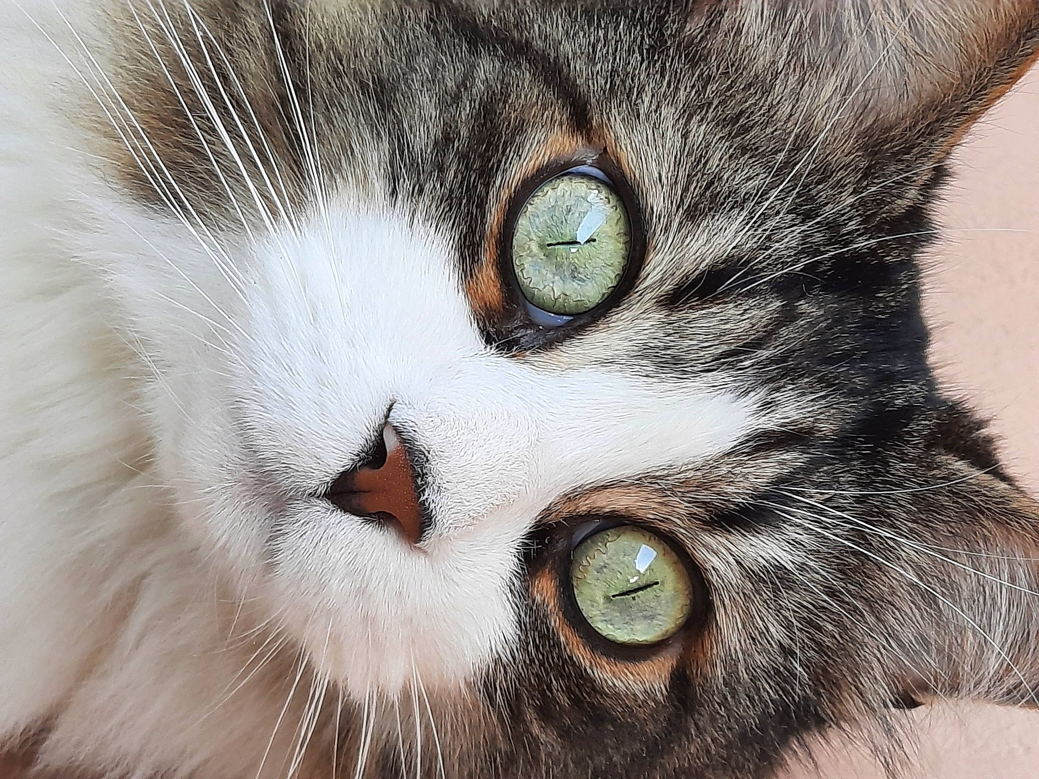 Kikou participe au concours pour gagner de l'argent avec cette photo : art, carnivore, cat, close_up, domestic_short_haired_cat, felidae, fur, grass, iris, macro_photography, photography, small_to_medium_sized_cats, snout, terrestrial_animal, whiskers, wildlife