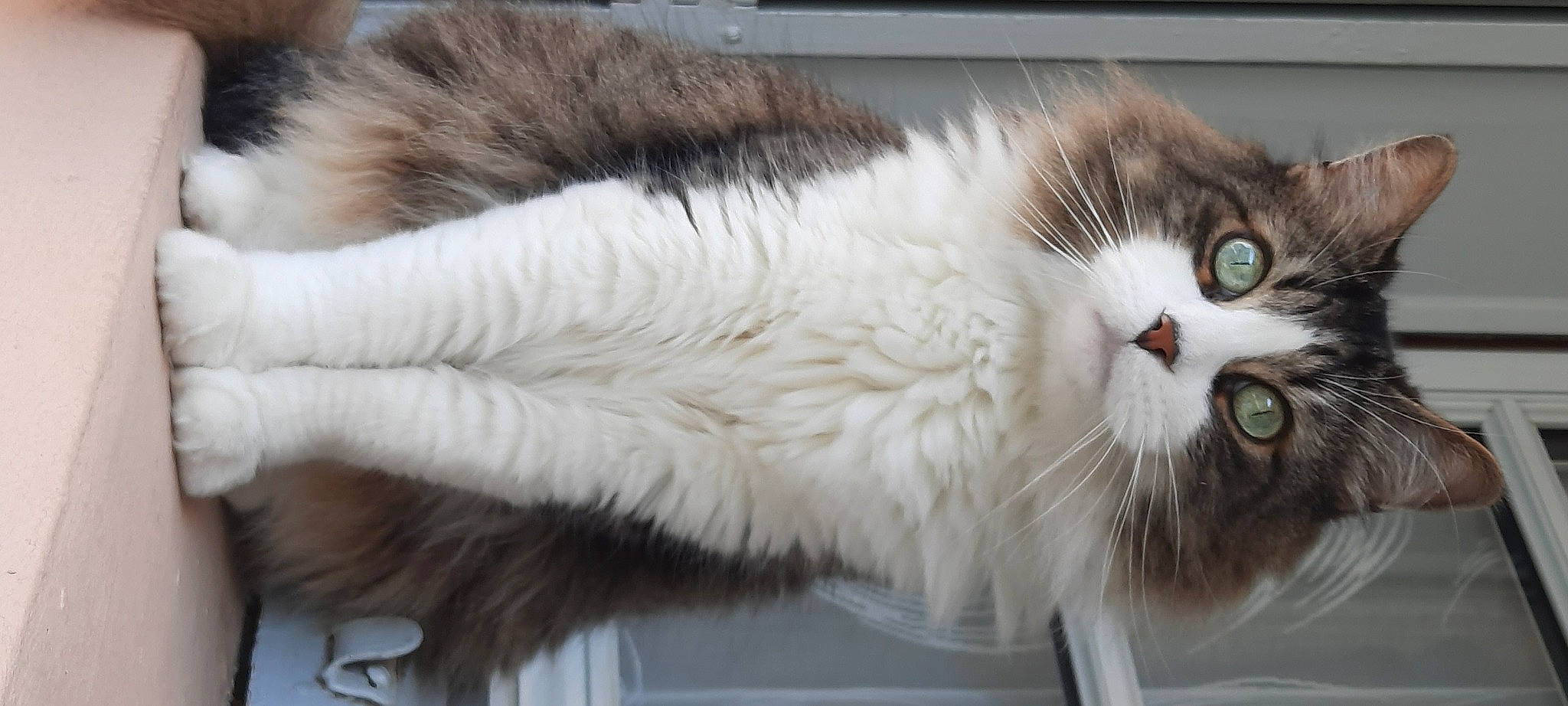 Kikou a rejoint le concours — aidez-le/la à gagner de superbes lots ! balance, carnivore, cat, claw, domestic_short_haired_cat, event, felidae, fur, paw, small_to_medium_sized_cats, tail, terrestrial_animal, whiskers