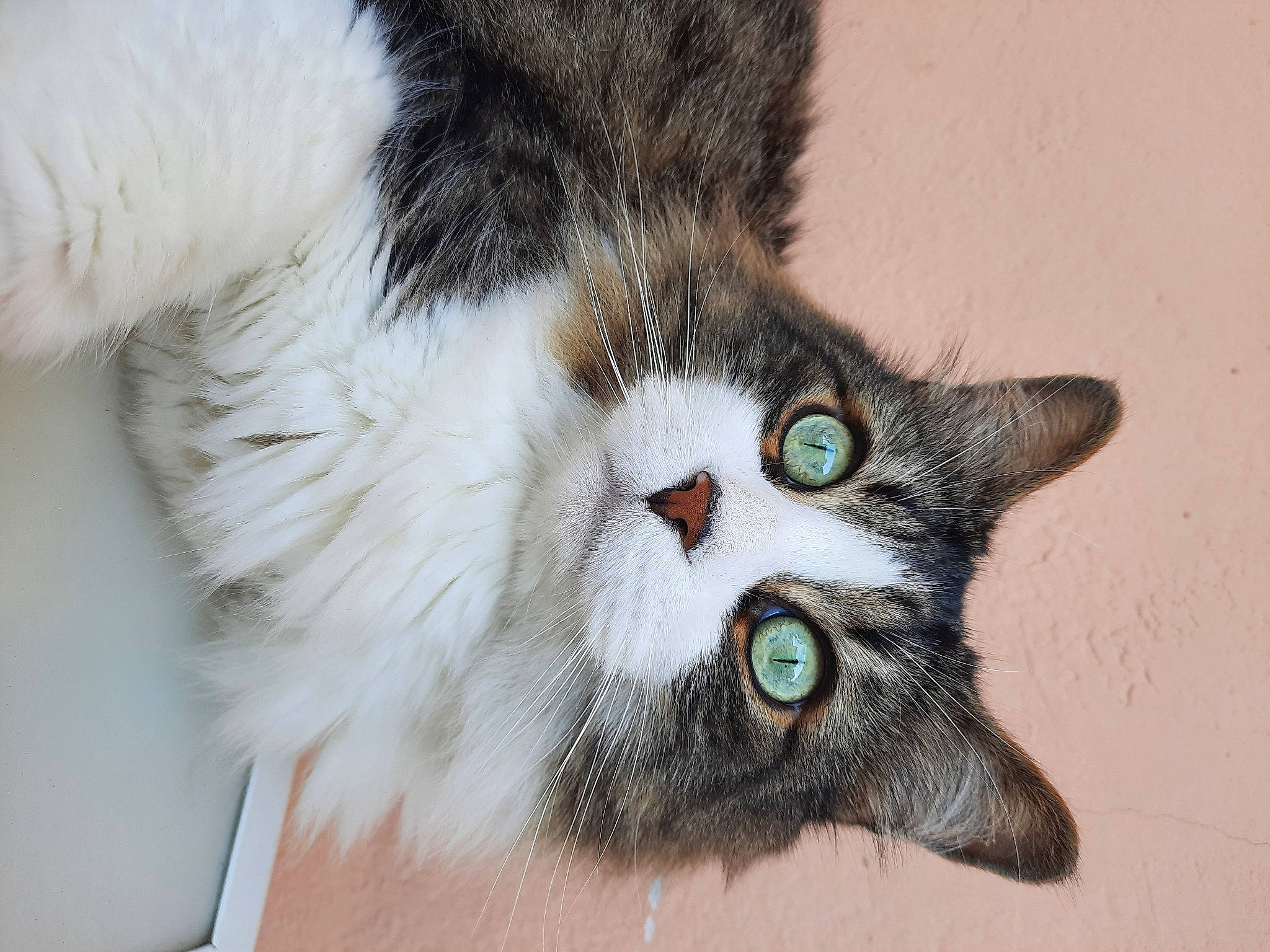 Kikou a rejoint le concours — aidez-le/la à gagner de superbes lots ! carnivore, cat, claw, domestic_short_haired_cat, door, felidae, fur, moustache, paw, plant, small_to_medium_sized_cats, snout, tail, tree, whiskers, wildlife