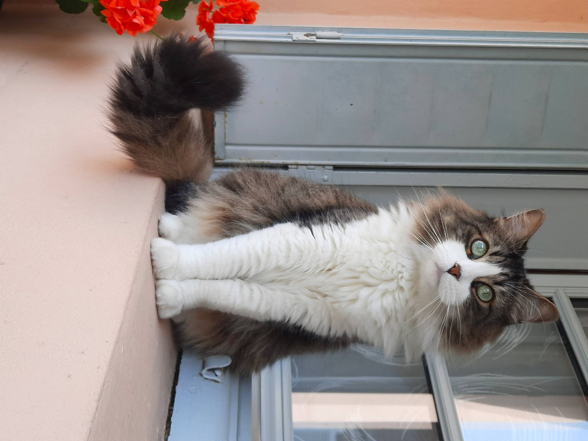 Kikou a rejoint le concours — aidez-le/la à gagner de superbes lots ! carnivore, cat, claw, domestic_short_haired_cat, fawn, felidae, fur, paw, plant, small_to_medium_sized_cats, snout, tail, terrestrial_animal, whiskers, window, wood