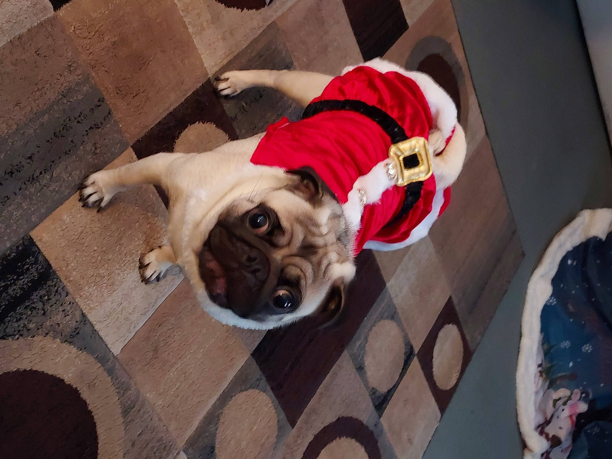 Penny Hossler joined the competition — help win amazing prizes! canidae, carmine, carnivore, collar, comfort, companion_dog, dog, dog_breed, dog_supply, fawn, floor, flooring, pet_supply, pug, snout, sporting_group, tail, toy_dog, wood, working_animal