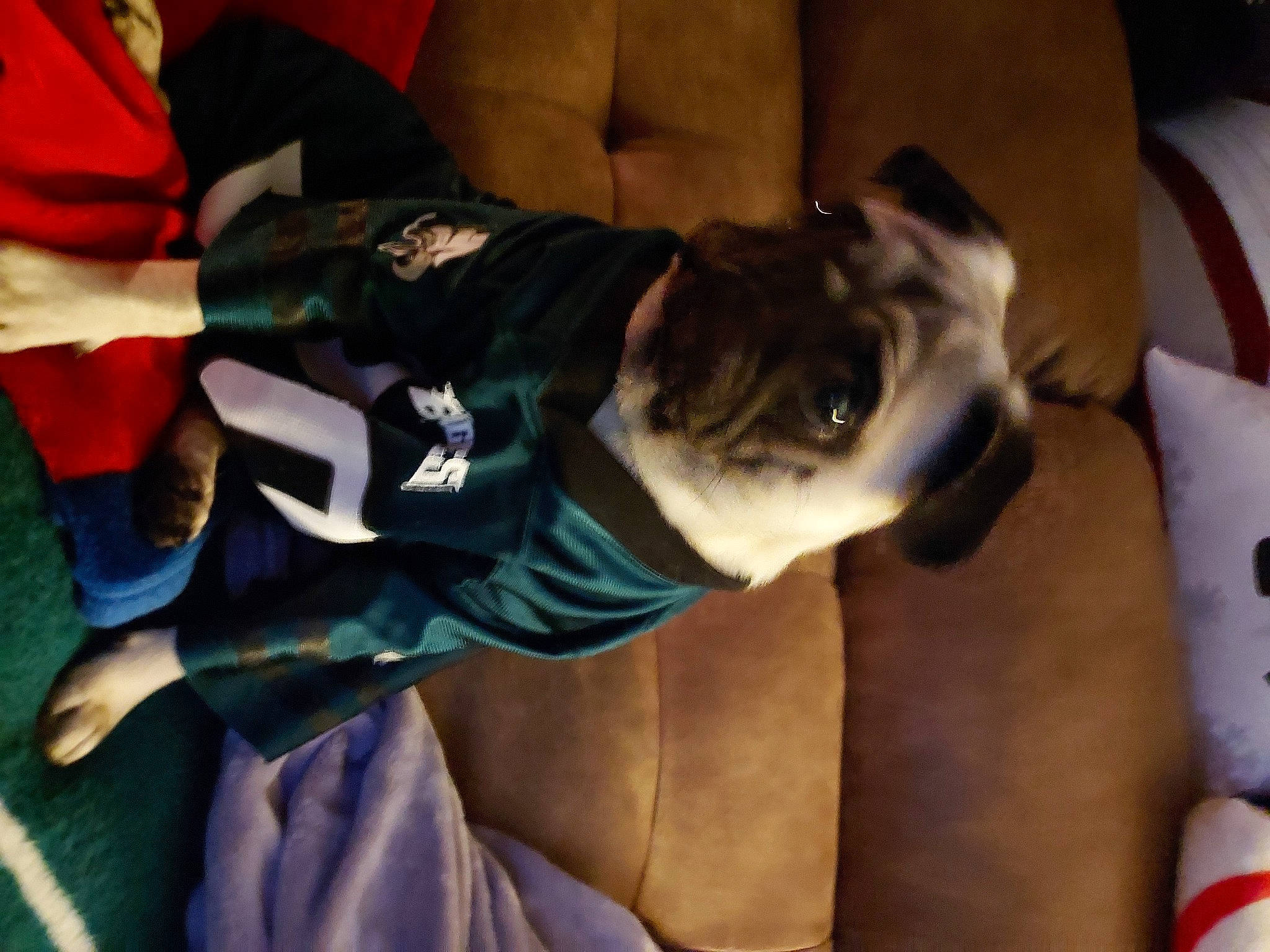 Penny Hossler is registered to the contest to win money with this photo: canidae, carnivore, comfort, companion_dog, couch, dog, dog_breed, elbow, fawn, felidae, fur, guard_dog, linens, small_to_medium_sized_cats, snout, sporting_group, tail, toy_dog, whiskers, wrinkle