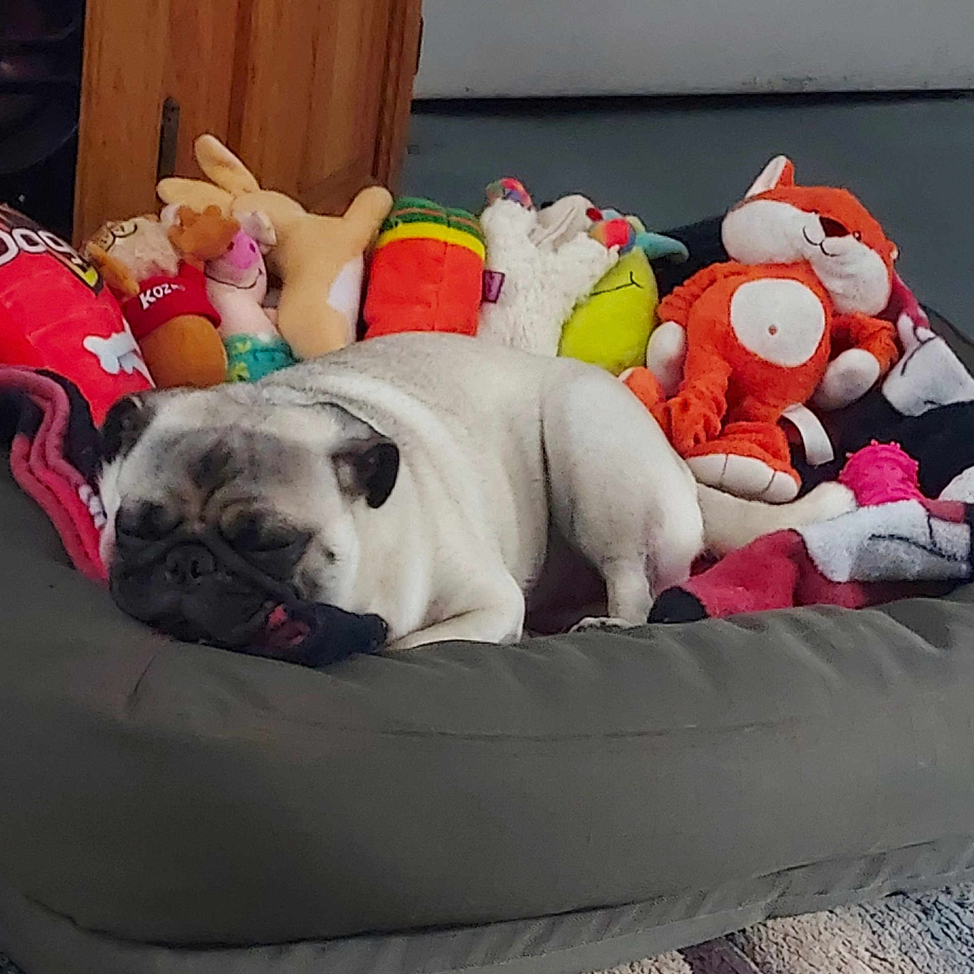 Penny Hossler is registered to the contest to win money with this photo: bean_bag, carmine, carnivore, collar, comfort, companion_dog, dog, dog_breed, dog_supply, fawn, felidae, grey, linens, living_room, mammal, pillow, toy, toy_dog, vertebrate, working_animal