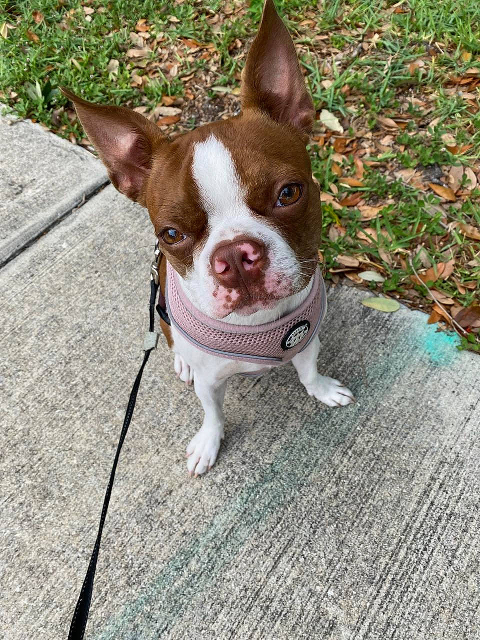 Sophia joined the competition — help win amazing prizes! boston_terrier, canidae, carmine, carnivore, collar, companion_dog, dog, dog_breed, dog_collar, dog_supply, eye, fawn, flooring, grass, plant, snout, sporting_group, tail, whiskers, working_animal