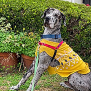 Fred joined the competition — help win amazing prizes! animal, canine, collar, dog, domestic_animal, fur, garden, grass, great_dane, greenery, large_dog, leash, nature, outdoor, pet, petsitting, potted_plants, sitting, spotted_fur, yellow_sweater