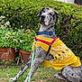 animal, canine, collar, dog, domestic_animal, fur, garden, grass, great_dane, greenery, large_dog, leash, nature, outdoor, pet, petsitting, potted_plants, sitting, spotted_fur, yellow_sweater