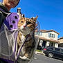 cat, tabby_cat, backpack, bubble_carrier, person, hoodie, outdoor, suburban, house, car, street, blue_sky, daytime, pet, animal, curious, portrait, zipper, mesh_pocket, whiskers