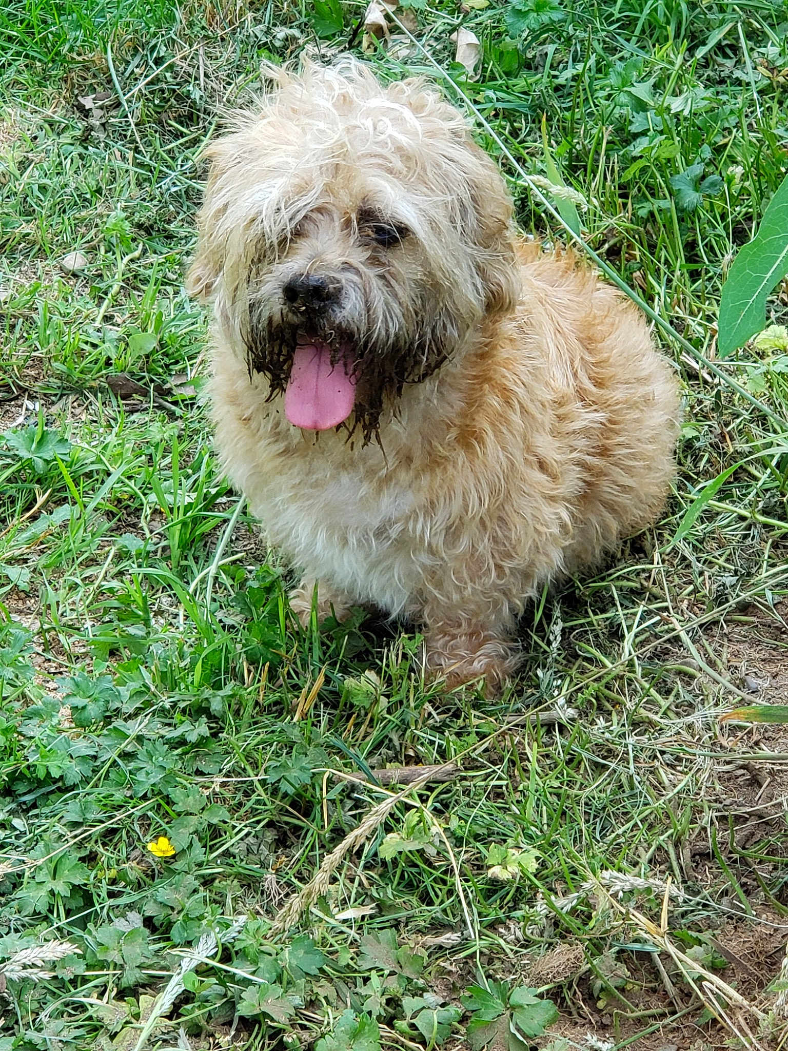 Nugget