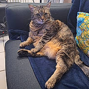 Philae participe au concours pour gagner de l'argent avec cette photo : cat, tabby_cat, sofa, blanket, pillow, indoor, animal, pet, feline, relaxed, couch, fur, whiskers, tail, comfort, home, resting, striped, cute, domestic_animal