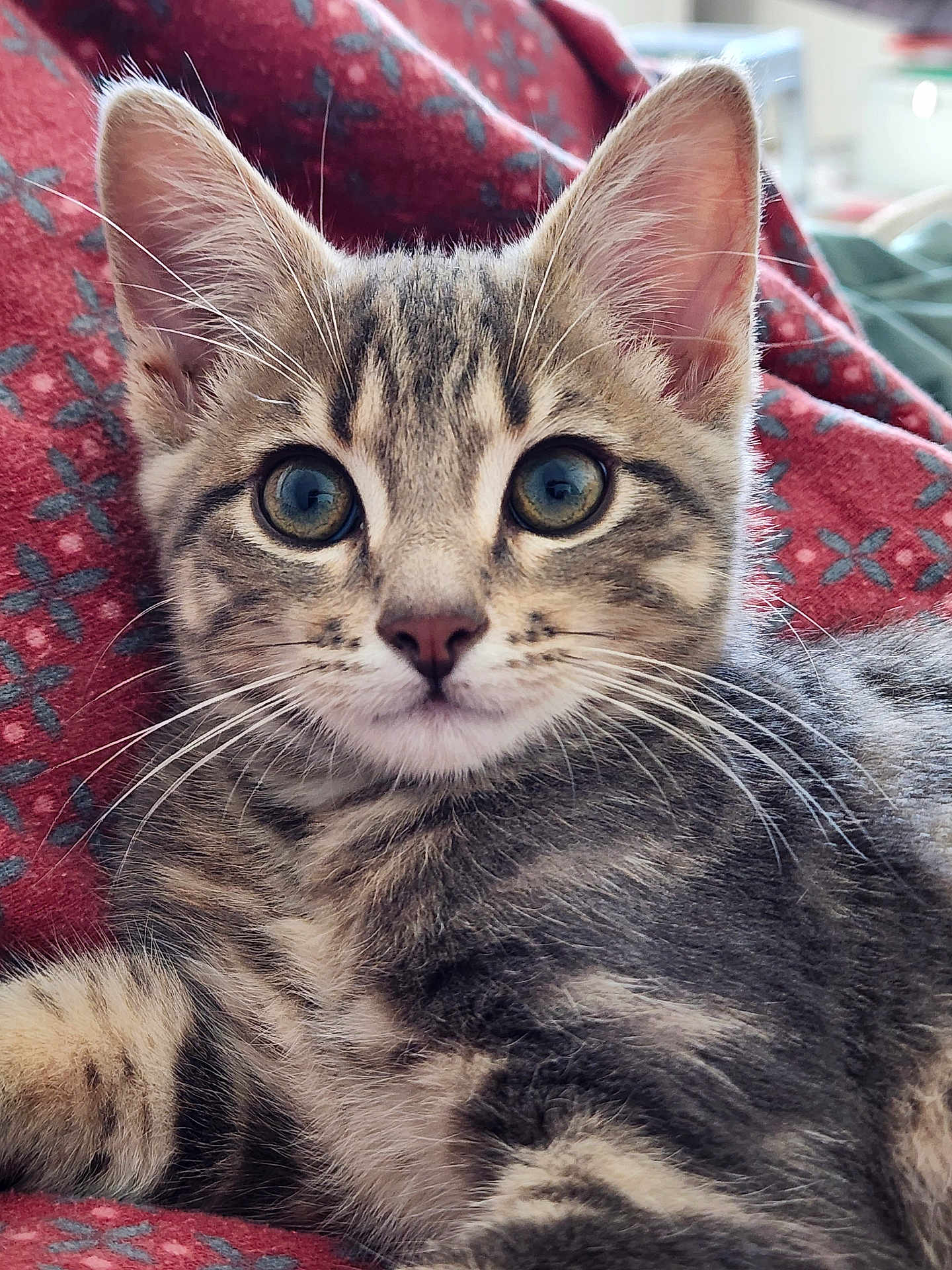 Arlo