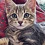 Ava a rejoint le concours — aidez-le/la à gagner de superbes lots ! animal, blanket, cat, close_up, cute, ears, eyes, feline, fur, indoor, kitten, pattern, pet, portrait, red, resting, soft_light, tabby, whiskers, young