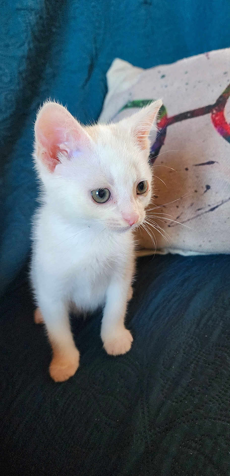 Ava