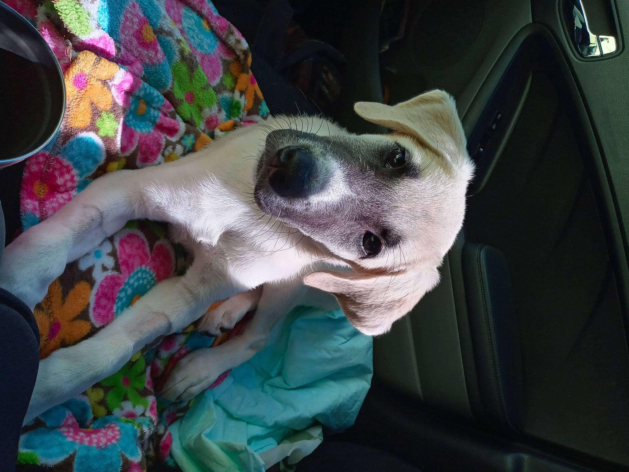 Mable joined the competition — help win amazing prizes! canidae, carnivore, companion_dog, dog, dog_breed, ear, eyewear, fang, fawn, felidae, foot, fun, jaw, pink, selfie, snout, sporting_group, vehicle_door, whiskers, working_animal