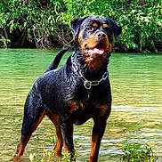 Shine a rejoint le concours — aidez-le/la à gagner de superbes lots ! dog, rottweiler, water, wet, tongue_out, nature, greenery, river, outdoor, animal, pet, summer, playful, canine, collar, standing, muddy_legs, sunlight, leaves, bushes