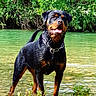 dog, rottweiler, water, wet, tongue_out, nature, greenery, river, outdoor, animal, pet, summer, playful, canine, collar, standing, muddy_legs, sunlight, leaves, bushes