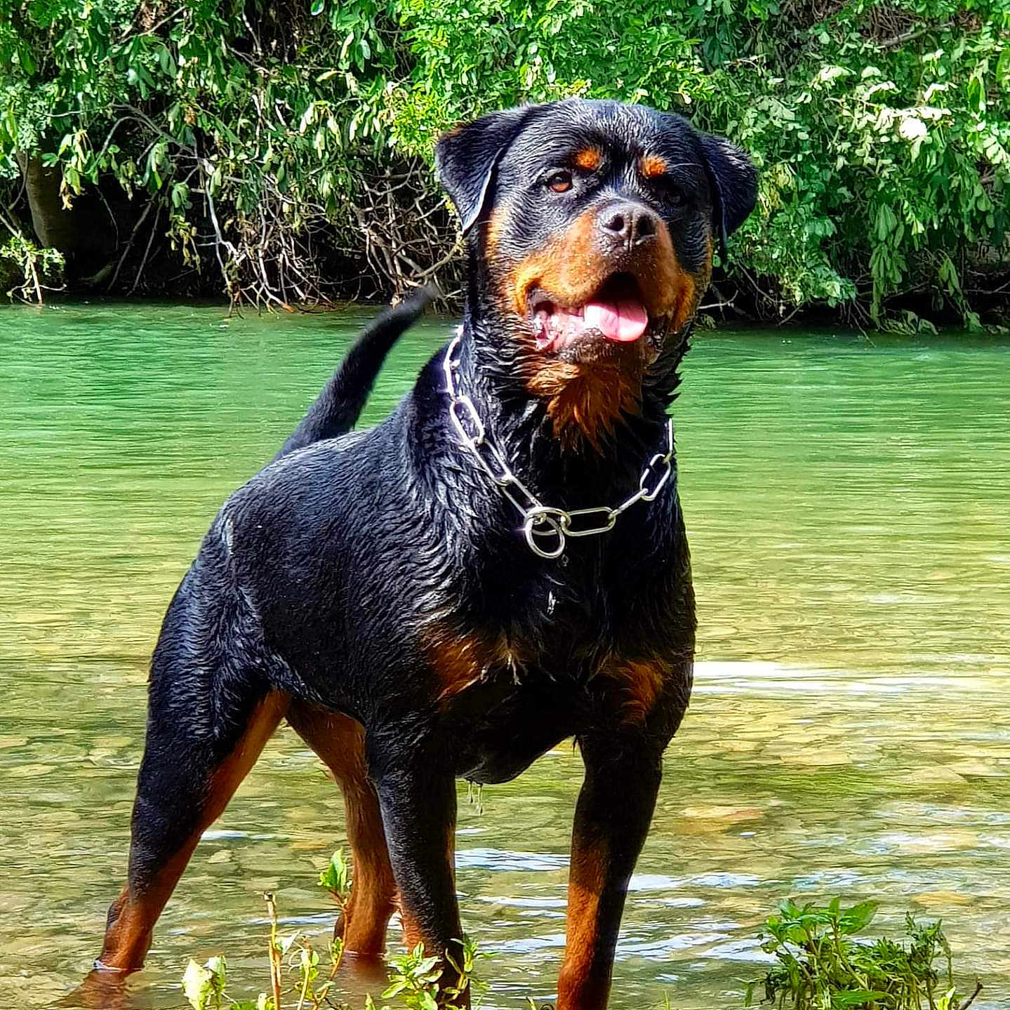 Shine a rejoint le concours — aidez-le/la à gagner de superbes lots ! dog, rottweiler, water, wet, tongue_out, nature, greenery, river, outdoor, animal, pet, summer, playful, canine, collar, standing, muddy_legs, sunlight, leaves, bushes