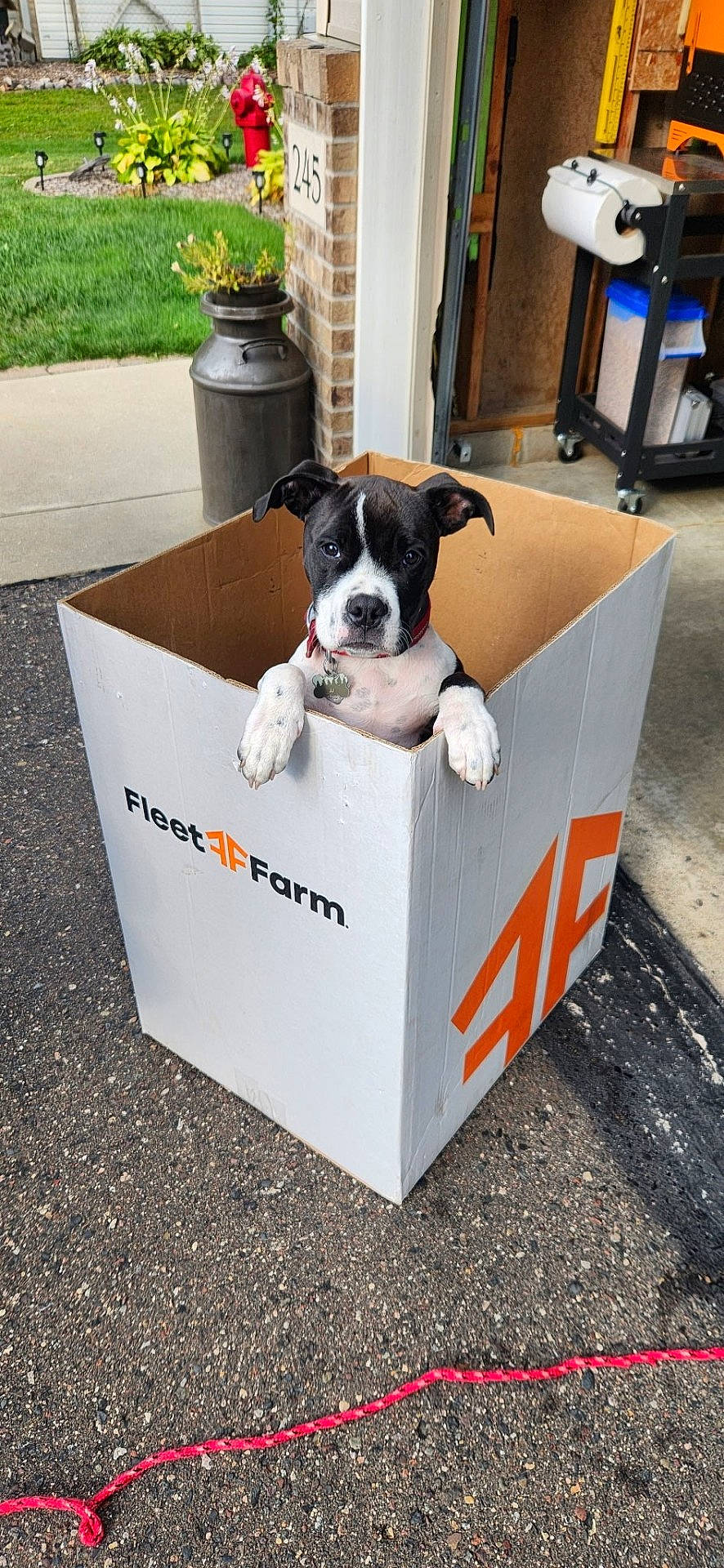 J-J is registered to the contest to win money with this photo: animal, black_and_white, box, cardboard_box, collar, concrete, container, curious, dog, fire_hydrant, garage, grass, greenery, outdoor, paw, pet, plant, puppy, rope, yard