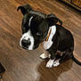 J-J joined the competition — help win amazing prizes! dog, black_and_white, puppy, collar, wooden_floor, indoor, pet, canine, sitting, looking_up, ears, white_paws, fur, animal, companion, domestic, cute, adorable, pet_collar, flooring