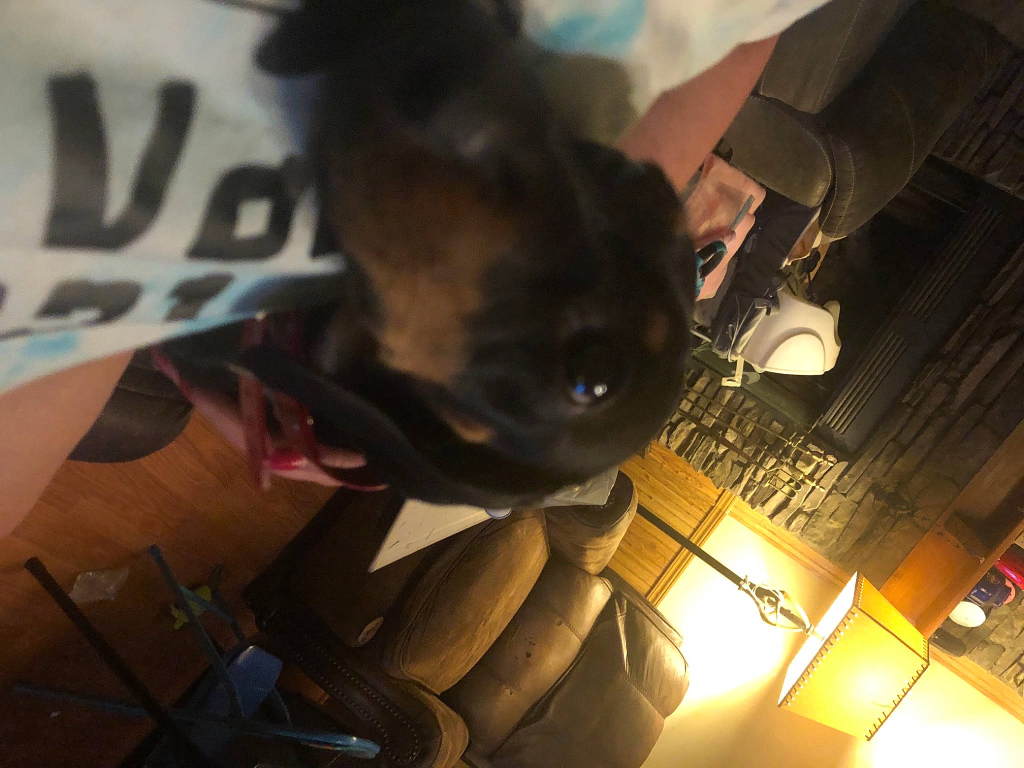 Mavis joined the competition — help win amazing prizes! carnivore, ceiling, companion_dog, darkness, dog_breed, eyewear, fawn, felidae, fun, fur, light, light_fixture, lighting_accessory, metal, room, sky, small_to_medium_sized_cats, tail, tints_and_shades, whiskers