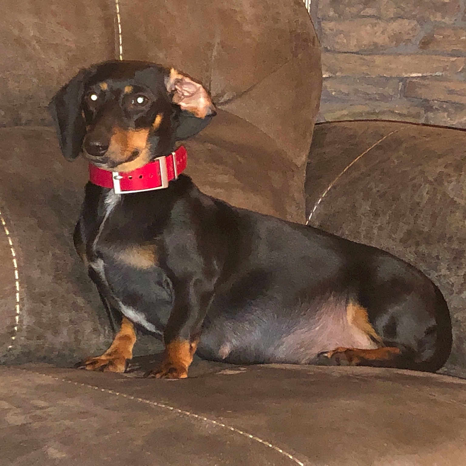 Mavis is registered to the contest to win money with this photo: canidae, carnivore, collar, companion_dog, dog, dog_breed, dog_collar, dog_supply, fawn, grey, guard_dog, liver, pet_supply, snout, sporting_group, tail, terrestrial_animal, whiskers, working_animal, working_dog