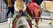 Emiliano joined the competition — help win amazing prizes! adult, animal, child, clothing_stall, crowd, fair_ride, fence, hat, jacket, outdoor_market, pavement, person, pet, pony, portrait, rope, saddle, sneakers, tent, toddler