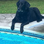 Cynder joined the competition — help win amazing prizes! dog, black_dog, pool, diving_board, outdoor, grass, patio, water, relaxed, pet, animal, summer, leisure, canine, backyard, daytime, resting, nature, side_view, quiet