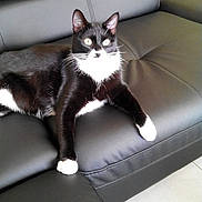 Pirate participe au concours pour gagner de l'argent avec cette photo : black, black_cat, cat, cat_like_mammal, mammal, small_to_medium_sized_cats, vertebrate, whiskers