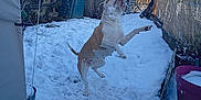 Raya a rejoint le concours — aidez-le/la à gagner de superbes lots ! dog, snow, backyard, playful, jumping, winter, outdoor, fence, house, blue_sky, pet, animal, canine, garden, daytime, snowflakes, fun, active, nature, cold