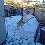 dog, snow, backyard, playful, jumping, winter, outdoor, fence, house, blue_sky, pet, animal, canine, garden, daytime, snowflakes, fun, active, nature, cold