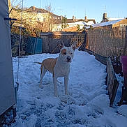 Raya participe au concours pour gagner de l'argent avec cette photo : dog, snow, backyard, fence, house, blue_sky, outdoor, pet, animal, winter, daytime, canine, snowy_ground, ears, tail, quiet, cold, sunlight, nature, residential