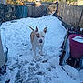 dog, snow, backyard, garden, fence, plant, pot, winter, outdoor, animal, pet, white, brown, canine, curious, alert, nature, daylight, cold, ground