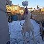dog, snow, jumping, backyard, outdoor, daytime, animal, white, playful, catching, mouth_open, fence, house, sky, winter, pet, canine, fun, frozen, nature