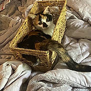 Kika is registered to the contest to win money with this photo: animal, basket, bed, blanket, calico_cat, cat, comforter, cozy, curious, cute, fur, home, indoor, looking, pet, resting, soft, tail, texture, woven_basket
