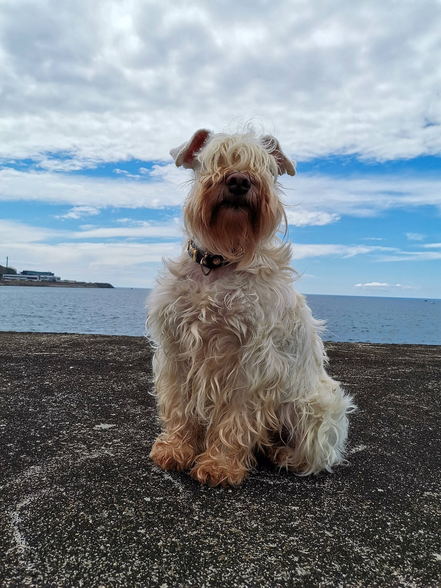 Luffy Du Gélétan participe au concours pour gagner de l'argent avec cette photo : canidae, carnivore, cloud, companion_dog, dog, dog_breed, dog_clothes, fawn, fur, labradoodle, lake, landscape, sky, small_terrier, snout, sporting_group, terrier, toy_dog, water, water_dog