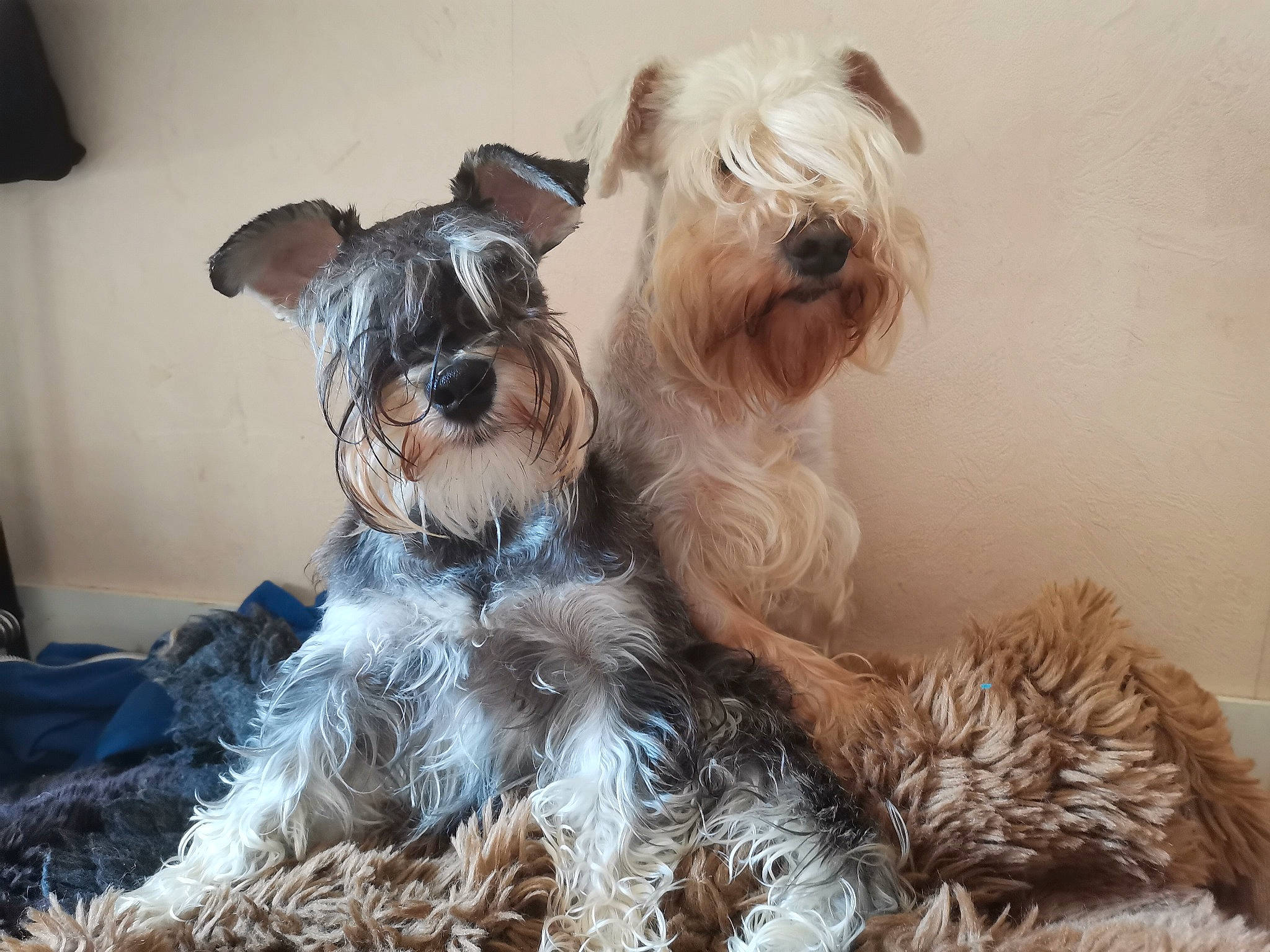 Luffy Du Gélétan participe au concours pour gagner de l'argent avec cette photo : canidae, carnivore, collar, companion_dog, dog, dog_breed, dog_clothes, dog_collar, dog_supply, fawn, fur, pet_supply, small_terrier, snout, sporting_group, standard_schnauzer, terrier, toy, toy_dog, working_animal