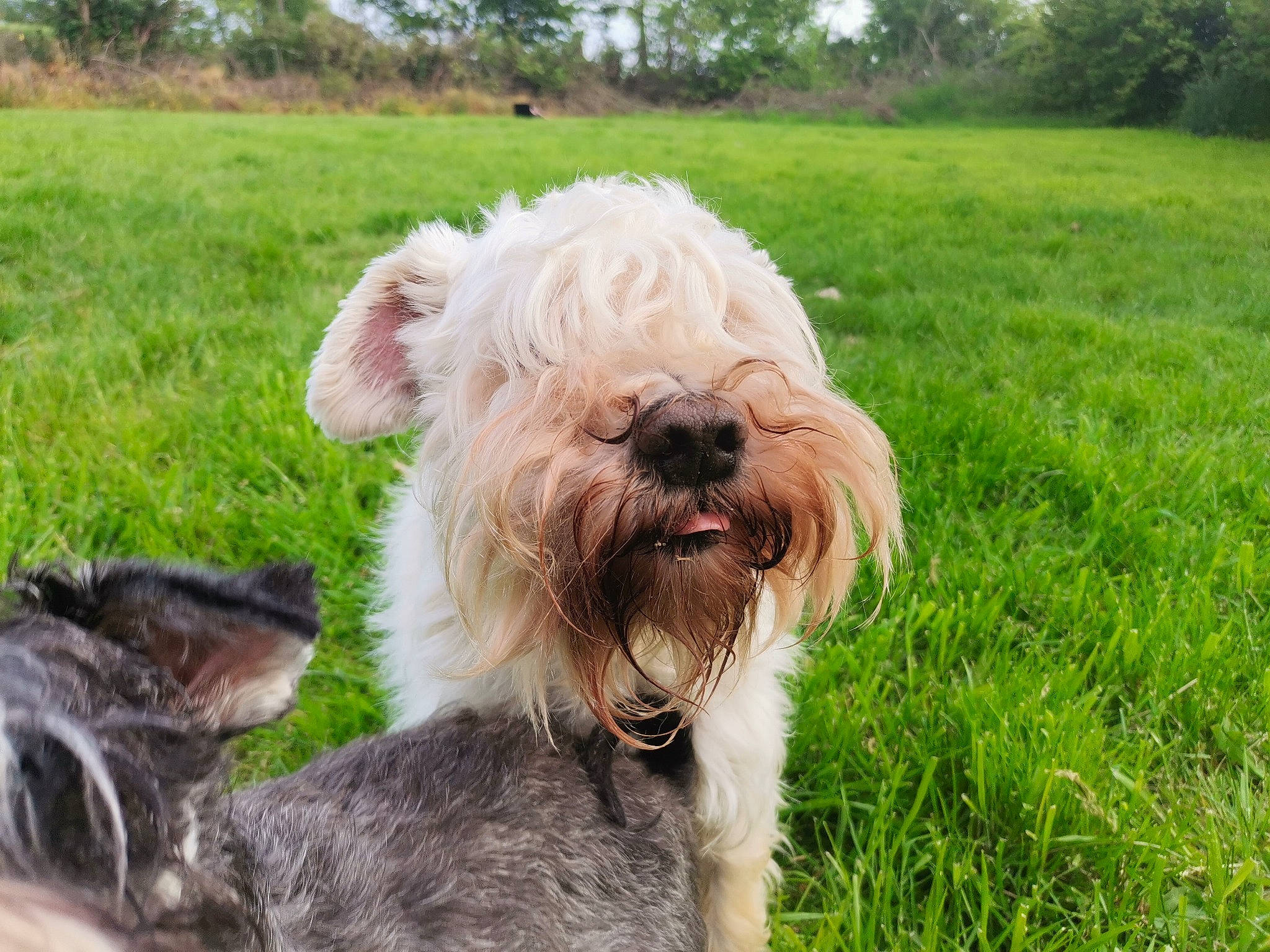 Luffy Du Gélétan participe au concours pour gagner de l'argent avec cette photo : canidae, carnivore, collar, companion_dog, dog, dog_breed, dog_collar, dog_supply, fawn, fur, grass, liver, small_terrier, snout, sporting_group, terrier, toy_dog, tree, water_dog, working_animal