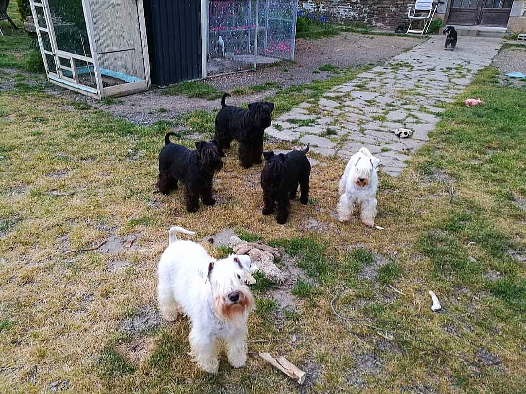 Luffy Du Gélétan participe au concours pour gagner de l'argent avec cette photo : bovine, canidae, carnivore, companion_dog, dog, dog_breed, fur, goats, grass, herd, livestock, mammal, plant, sporting_group, tail, terrier, toy_dog, vertebrate, working_animal, working_dog