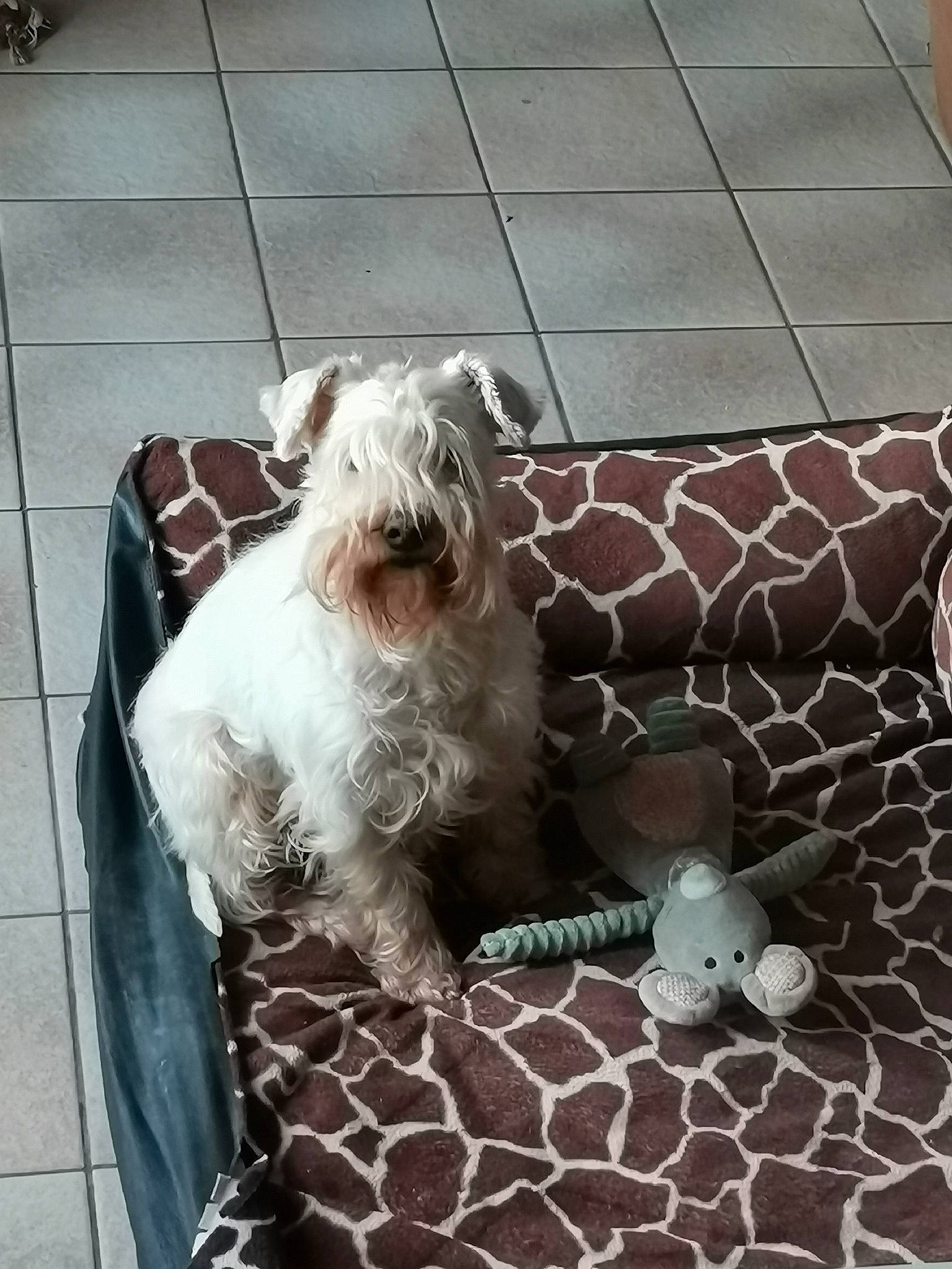 Luffy Du Gélétan participe au concours pour gagner de l'argent avec cette photo : carnivore, collar, comfort, companion_dog, dog, dog_breed, dog_collar, dog_supply, fawn, grey, liver, mesh, pattern, pet_supply, small_terrier, snout, sporting_group, terrier, toy_dog, working_animal