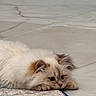 cat, fluffy, cream_color, lying_down, floor, tile, carpet, pet, cute, indoor, animal, fur, ears, whiskers, paws, resting, curious, close_up, domestic_cat, relaxed