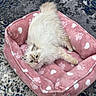 Sunny is registered to the contest to win money with this photo: cat, fluffy, white_cat, pink_bed, pet_bed, paw_prints, heart_patterns, carpet, indoor, relaxed, blue_eyes, cute, feline, resting, cozy, soft, animal, domestic_cat, pet, comfortable