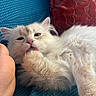 kitten, cat, fluffy, paw, licking, foot, blue_blanket, red_cushion, cute, pet, indoor, relaxed, animal, feline, closeup, soft, cozy, resting, domestic, young