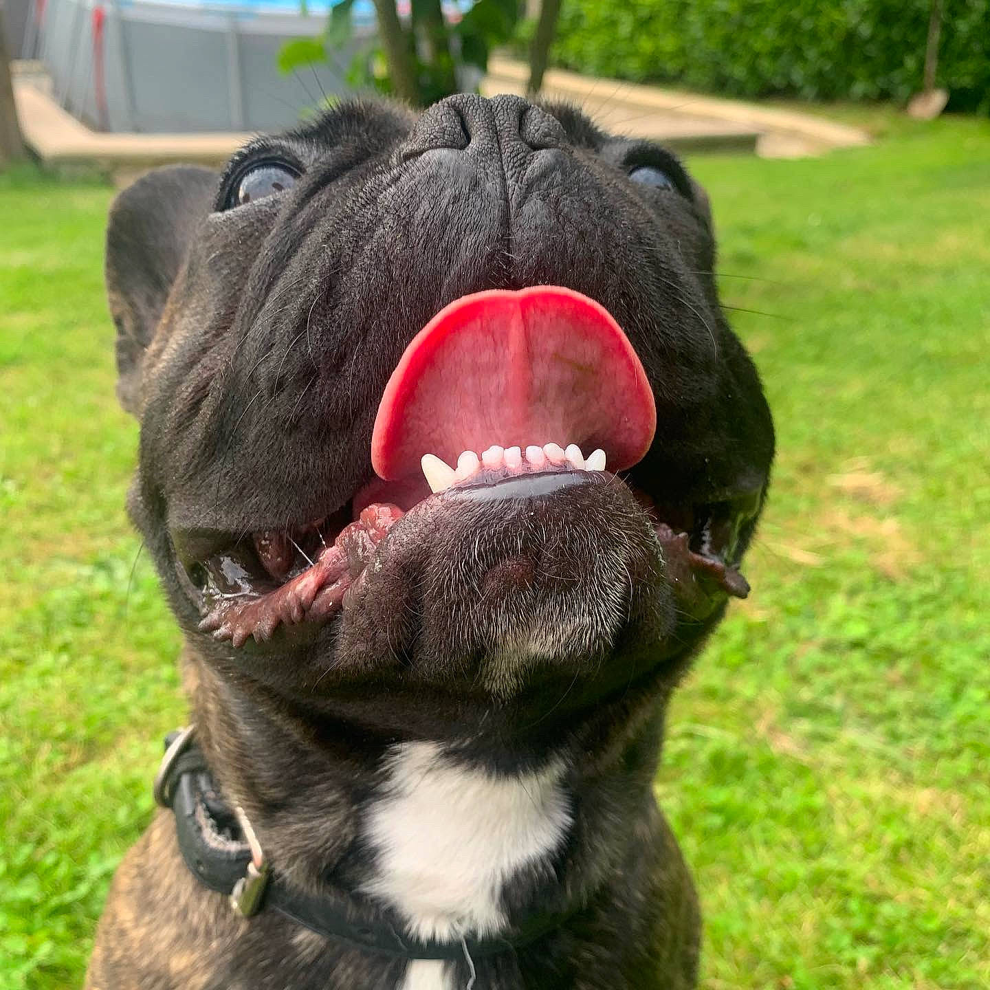 Nels a rejoint le concours — aidez-le/la à gagner de superbes lots ! american_pit_bull_terrier, american_staffordshire_terrier, ancient_dog_breeds, bandog, canidae, carnivore, collar, dog, dog_breed, dog_collar, french_bulldog, mammal, non_sporting_group, olde_english_bulldogge, pit_bull, renascence_bulldogge, snout, sporting_group, vertebrate