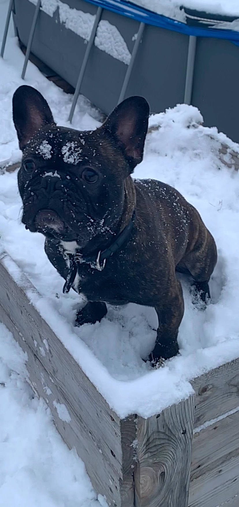 Nels participe au concours pour gagner de l'argent avec cette photo : canidae, carnivore, dog, dog_breed, fawn, french_bulldog, mammal, non_sporting_group, snout, snow, toy_bulldog, vertebrate