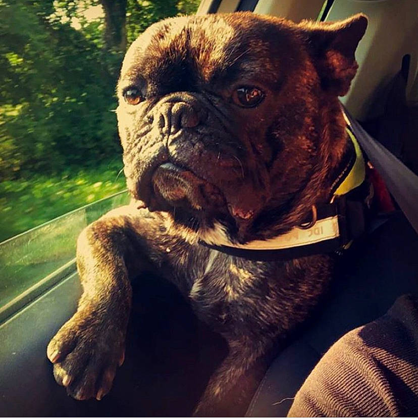 Nels a rejoint le concours — aidez-le/la à gagner de superbes lots ! british_bulldogs, bulldog, canidae, carnivore, companion_dog, dog, dog_breed, dog_collar, fawn, french_bulldog, mammal, molosser, non_sporting_group, olde_english_bulldogge, pug, puppy, sky, snout, sporting_group, vertebrate