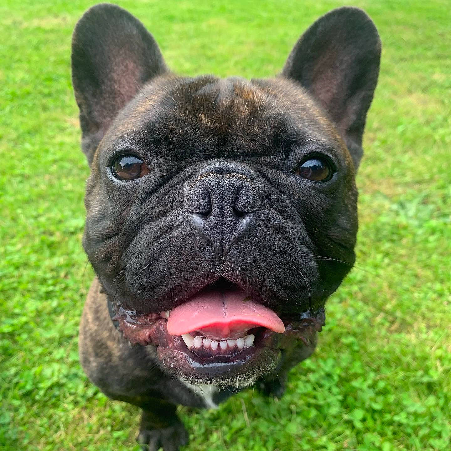 Nels participe au concours pour gagner de l'argent avec cette photo : ancient_dog_breeds, british_bulldogs, bulldog, canidae, carnivore, companion_dog, dog, dog_breed, dog_collar, french_bulldog, grass, mammal, molosser, non_sporting_group, olde_english_bulldogge, pug, rare_breed_dog, snout, toy_bulldog, vertebrate