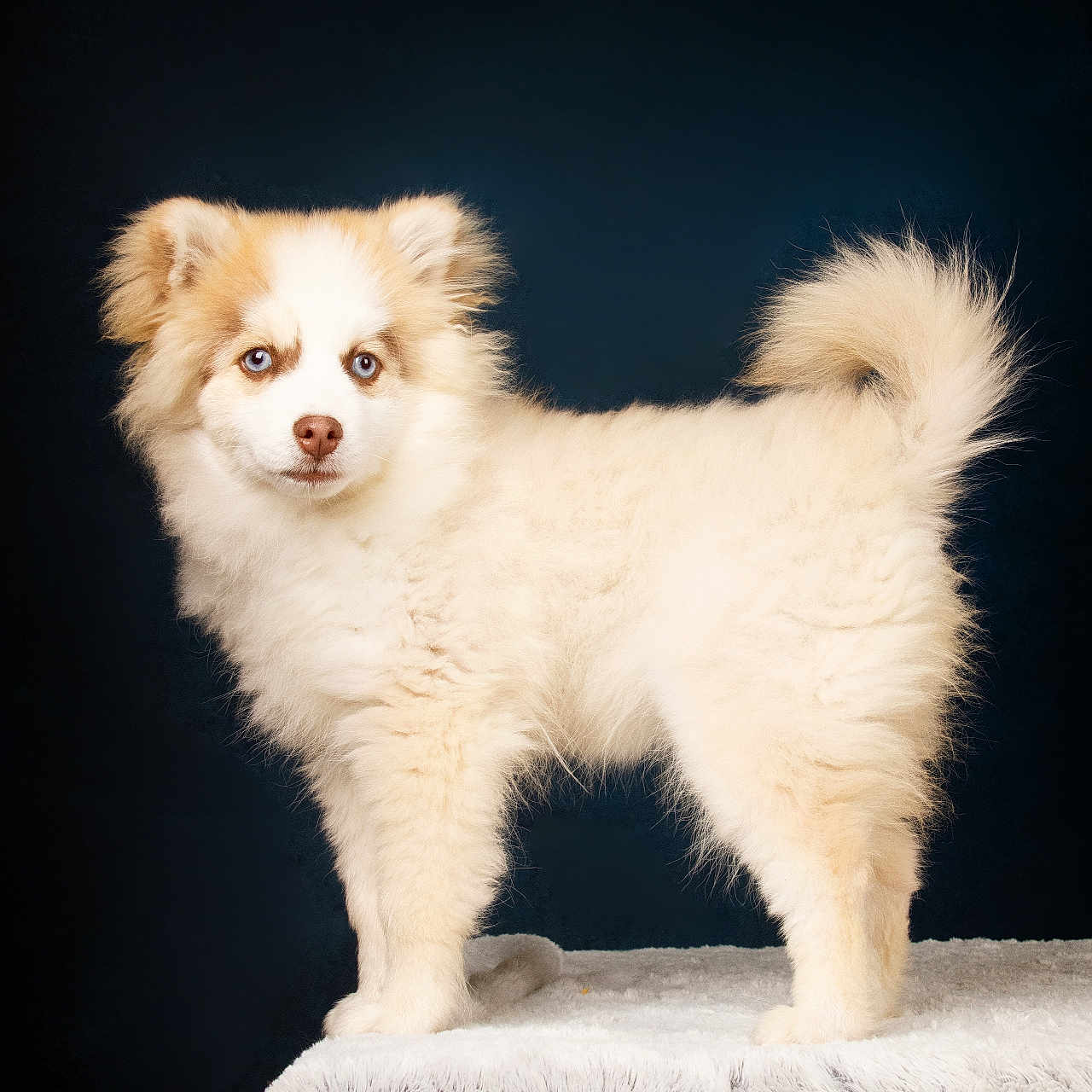 Sydney participe au concours pour gagner de l'argent avec cette photo : animal, canine, cat, cockerspaniel, dog, eskimodog, husky, papillon, pet, puppy, whitedog