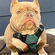 Dublin joined the competition — help win amazing prizes! dog, pet, bulldog, harness, brown, white, fur, ears, face, nose, paws, animal, sitting, closeup, indoor, leash, expression, portrait, background, wood