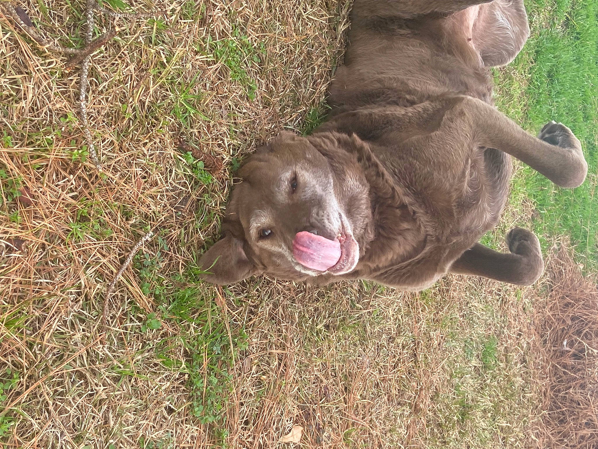 Yellow joined the competition — help win amazing prizes! canidae, carnivore, companion_dog, dog, dog_breed, fawn, grass, groundcover, gun_dog, hunting_dog, liver, plant, pointing_breed, soil, sporting_group, terrestrial_animal, treeing_tennessee_brindle, working_animal